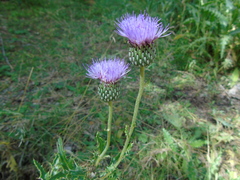 Cirsium tymphaeum