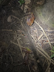 Micrurus surinamensis