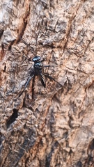 Evania appendigaster