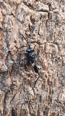 Evania appendigaster