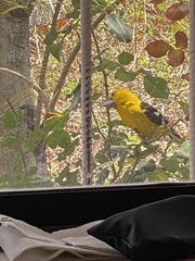 Pheucticus chrysogaster