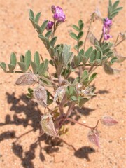 Astragalus sabulonum