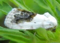 Ponometia erastrioides