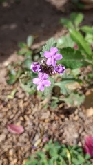 Glandularia gooddingii