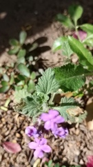 Glandularia gooddingii