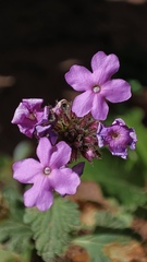 Glandularia gooddingii