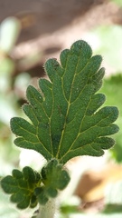 Glandularia gooddingii