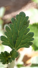 Glandularia gooddingii