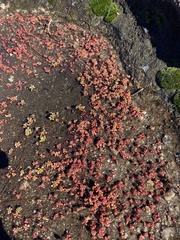 Sedum smallii