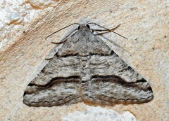 Digrammia pallorata