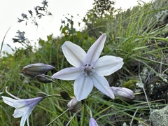 Triteleia clementina