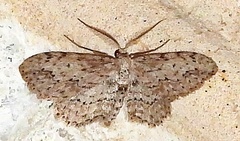 Pimaphera sparsaria