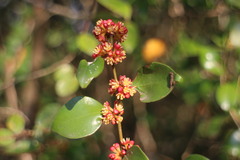 Lindera akoensis
