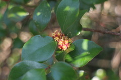 Lindera akoensis