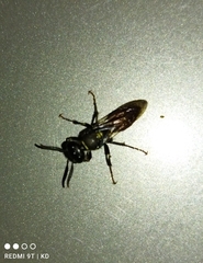 Philanthus loeflingi