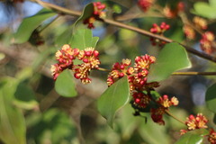 Lindera akoensis
