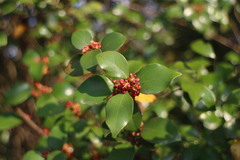 Lindera akoensis