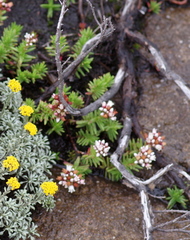 Crassula dependens
