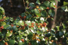 Lindera akoensis