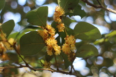 Lindera akoensis