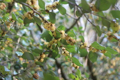 Lindera akoensis