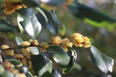 Lindera akoensis