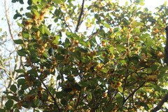 Lindera akoensis