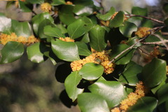 Lindera akoensis