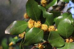 Lindera akoensis