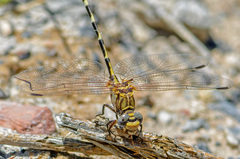 Progomphus borealis