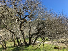 Aesculus californica