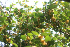Lindera akoensis