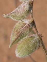 Astragalus sabulonum