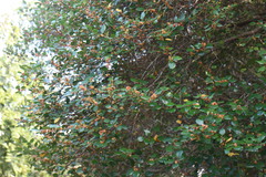 Lindera akoensis