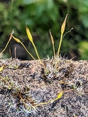 Tortula muralis