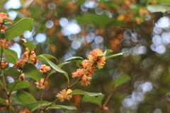 Lindera akoensis