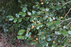 Lindera akoensis