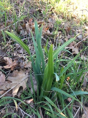 Chlorogalum pomeridianum