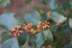 Lindera akoensis