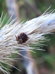 Dermacentor occidentalis