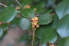 Lindera akoensis
