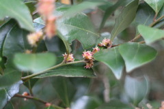 Lindera akoensis