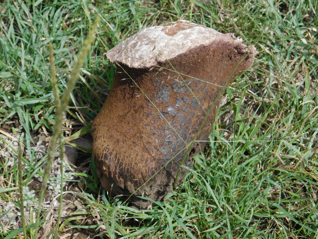 Calvatia cyathiformis · February 2023 · photo: © bombin (iNaturalist, cc-by)