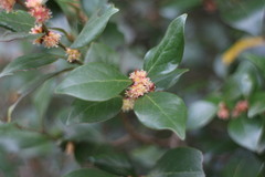 Lindera akoensis