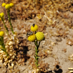 Helenium aromaticum