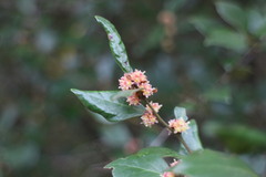 Lindera akoensis