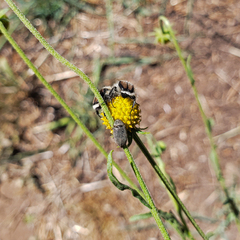 Helenium aromaticum