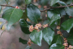 Lindera akoensis