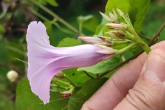 Ipomoea tiliacea