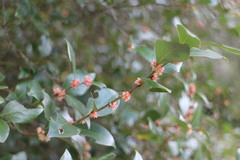 Lindera akoensis